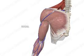 fascia-gene-va-hormone-matrix-codex-yoga-therapy fascia-gene-va-hormone-matrix-codex-yoga-therapy
